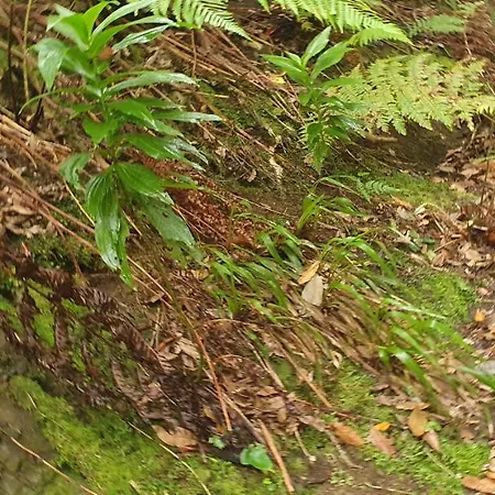 El Puente * Taganana