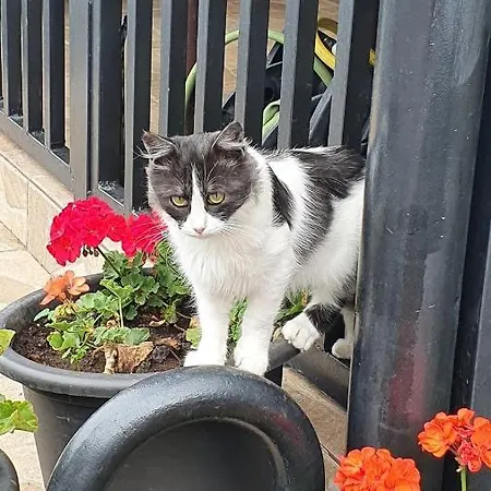 Apartamento El Puente